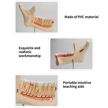 Трехмерная анатомическая модель нижних зубов человека, учебное пособие по медицине, анатомическая модель нижних зубов человека и модель зубов