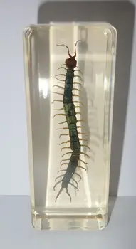 Большая рыжеволосая сороконожка в янтарном прозрачном блоке, образованный образец насекомого