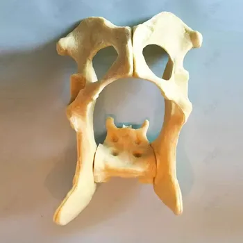 Практика хирургии таза Имитация кости собаки Тазовая кость скелет собаки Скелет животного Собачий питомец