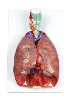 Модель Легких Человека В Натуральную Величину из 7 Частей Съемная Анатомическая Модель Дыхательной Системы Медицинский Учебный Инструмент