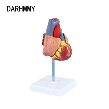 Модель человеческого сердца DARHMMY в натуральную величину, Разборная анатомическая модель человеческого сердца, Анатомический Медицинский учебный инструмент