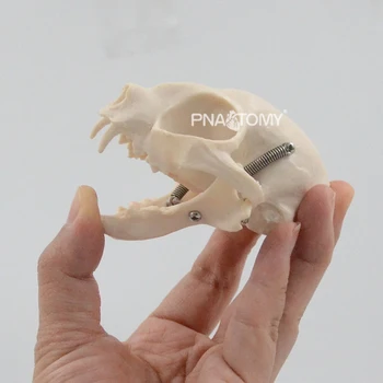 Кошачий череп кошачий скелет в натуральную величину анатомический инструмент животного образовательное оборудование анатомия челюсти и зубов кошачьего черепа