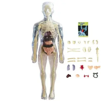 Анатомическая модель для детей, 3D анатомическая кукла, модель органа тела, Мягкое человеческое тело, Возраст от 4 лет, игрушки для науки и образования, Съемная кость органа